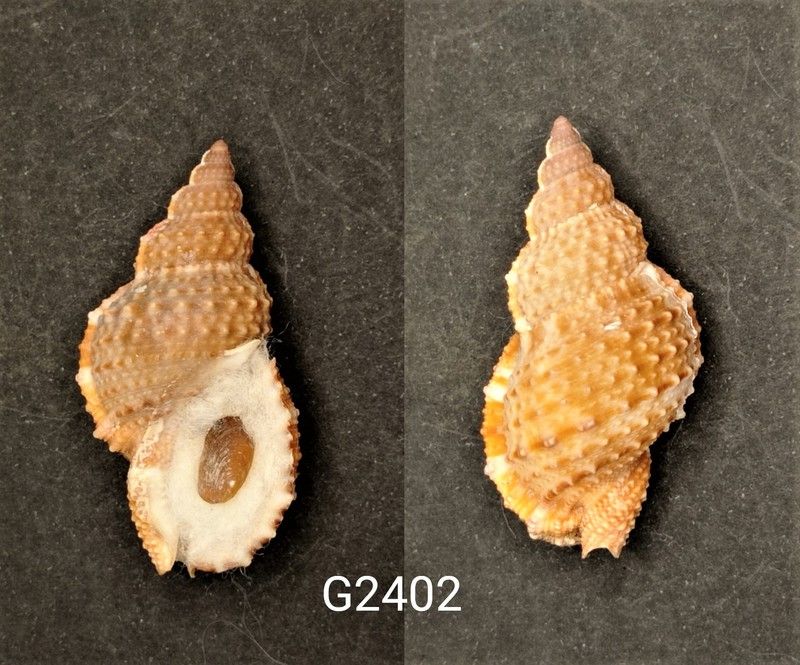 Bursa granularis granularis — litosphera