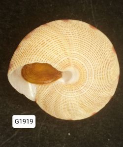 Calliostoma haliarchus