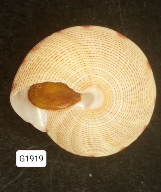 Calliostoma haliarchus