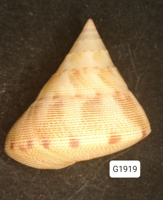 Calliostoma haliarchus
