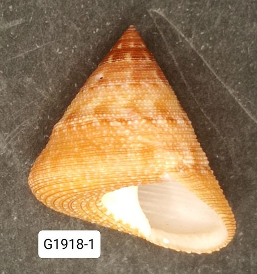 Calliostoma hassleri
