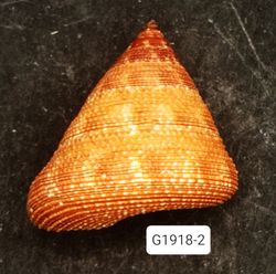 Calliostoma hassleri