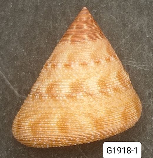 Calliostoma hassleri