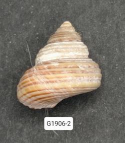 Calliostoma ligatum