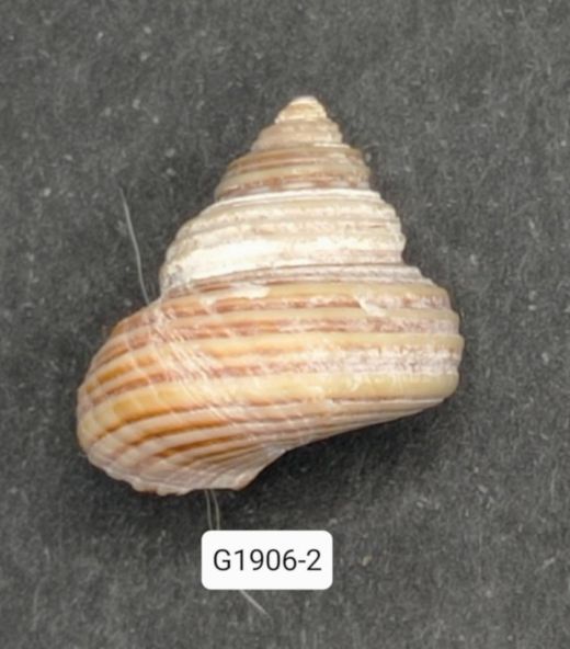 Calliostoma ligatum
