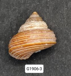 Calliostoma ligatum