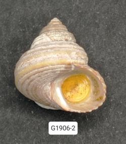 Calliostoma ligatum