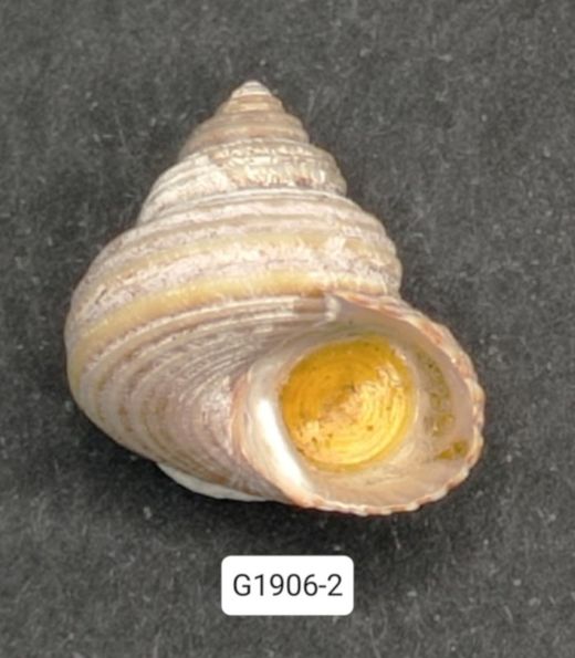 Calliostoma ligatum