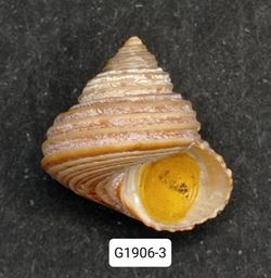 Calliostoma ligatum