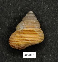 Calliostoma ligatum