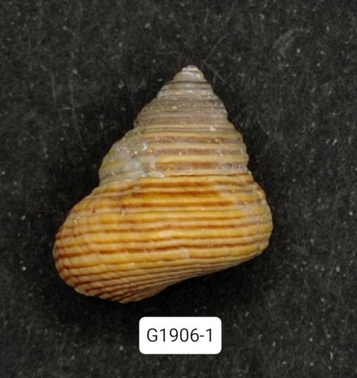 Calliostoma ligatum