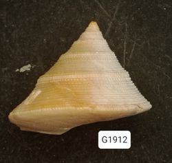 Calliostoma scotti