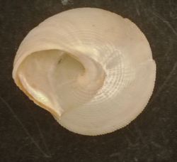 Calliostoma scotti