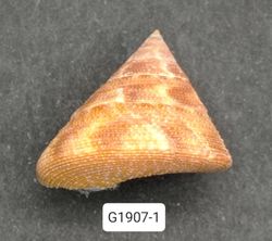 Calliostoma vinosum
