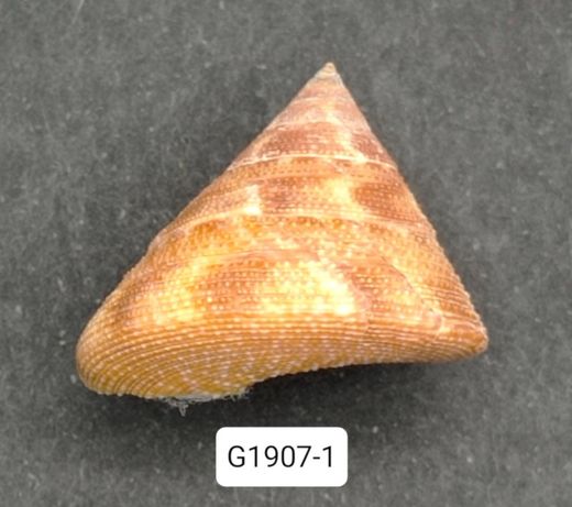Calliostoma vinosum