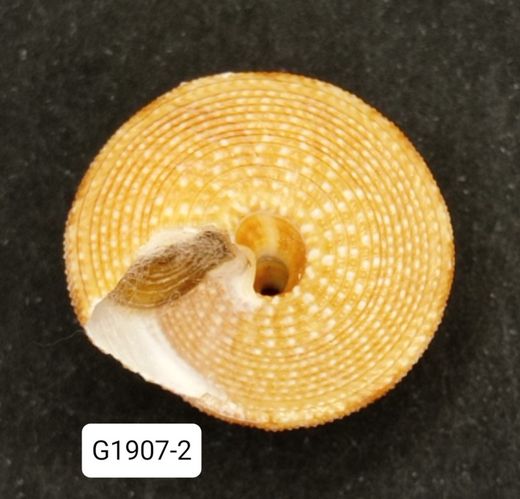 Calliostoma vinosum