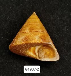 Calliostoma vinosum