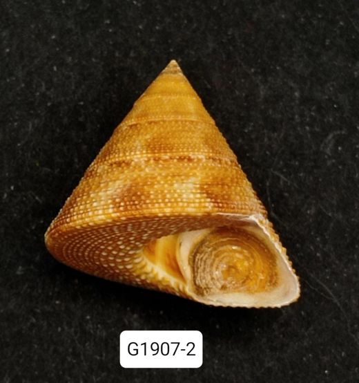 Calliostoma vinosum
