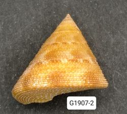 Calliostoma vinosum