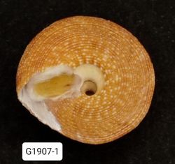 Calliostoma vinosum