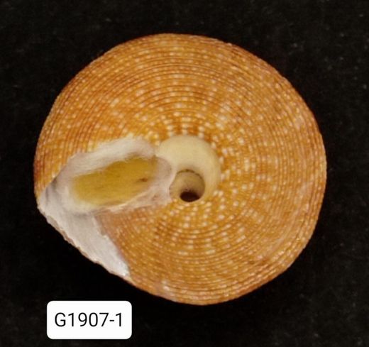 Calliostoma vinosum