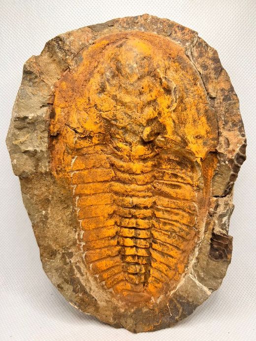 Cambropalas telesto