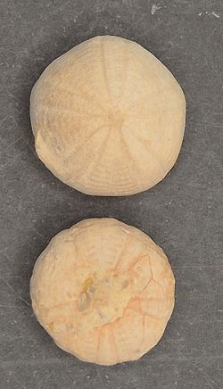 Camerogalerus dixoni (pack de 2 unidades)