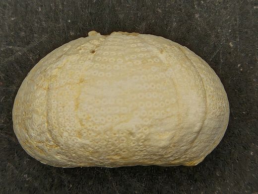 Camerogalerus dixoni (pack de 2 unidades)