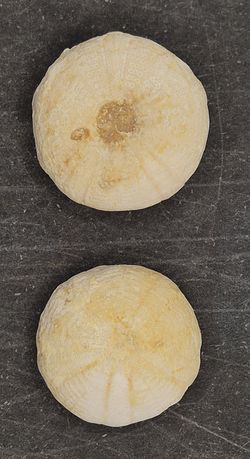 Camerogalerus dixoni (pack de 2 unidades)