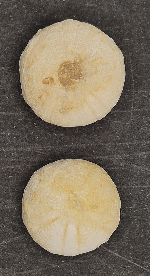 Camerogalerus dixoni (pack de 2 unidades)