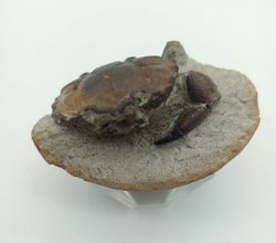 Cangrejo Fósil Pulalius vulgaris