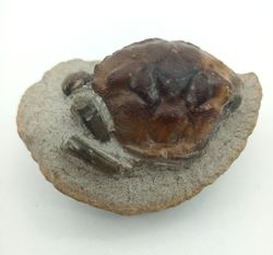 Cangrejo Fósil Pulalius vulgaris