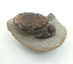 Cangrejo Fósil Pulalius vulgaris