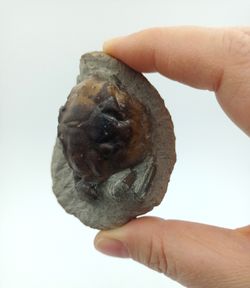 Cangrejo Fósil Pulalius vulgaris