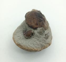 Cangrejo Fósil Pulalius vulgaris