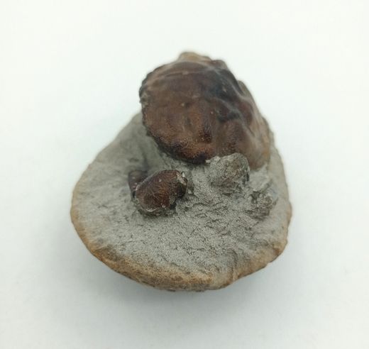 Cangrejo Fósil Pulalius vulgaris