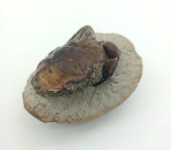 Cangrejo Fósil Pulalius vulgaris