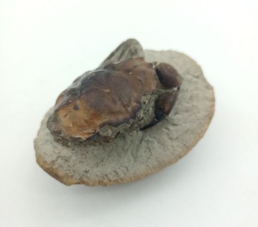 Cangrejo Fósil Pulalius vulgaris