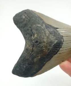 Carcharocles megalodon (diente fósil de tiburón)