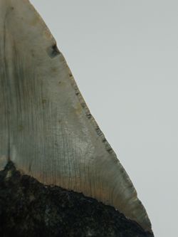 Carcharocles megalodon (diente fósil de tiburón)