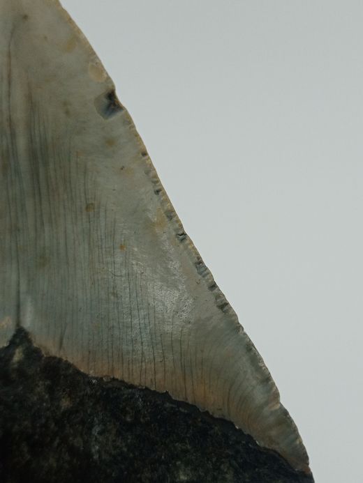 Carcharocles megalodon (diente fósil de tiburón)