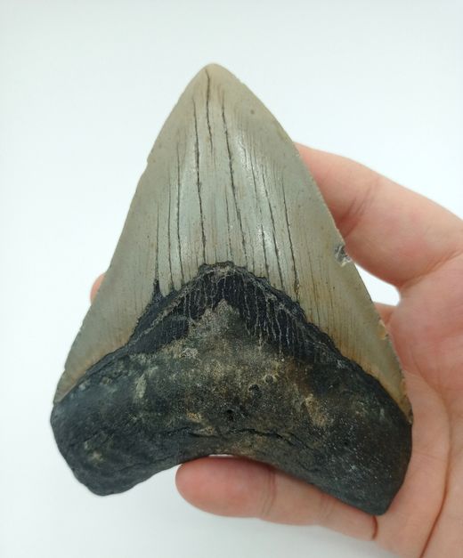 Carcharocles megalodon (diente fósil de tiburón)