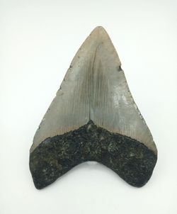 Carcharocles megalodon (diente fósil de tiburón)