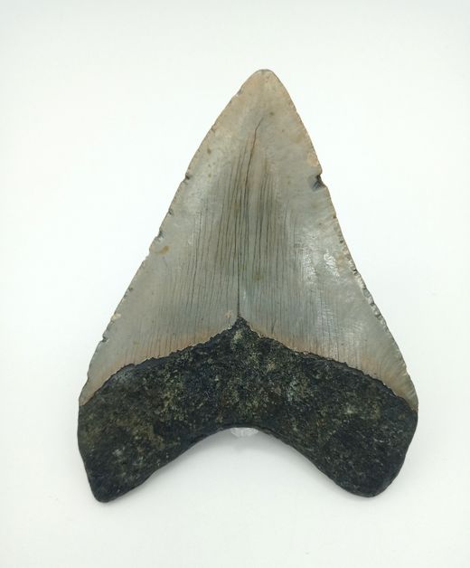 Carcharocles megalodon (diente fósil de tiburón)