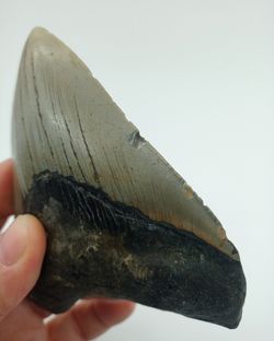Carcharocles megalodon (diente fósil de tiburón)