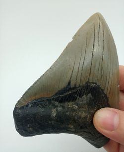 Carcharocles megalodon (diente fósil de tiburón)