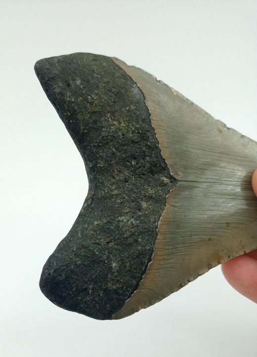 Carcharocles megalodon (diente fósil de tiburón)