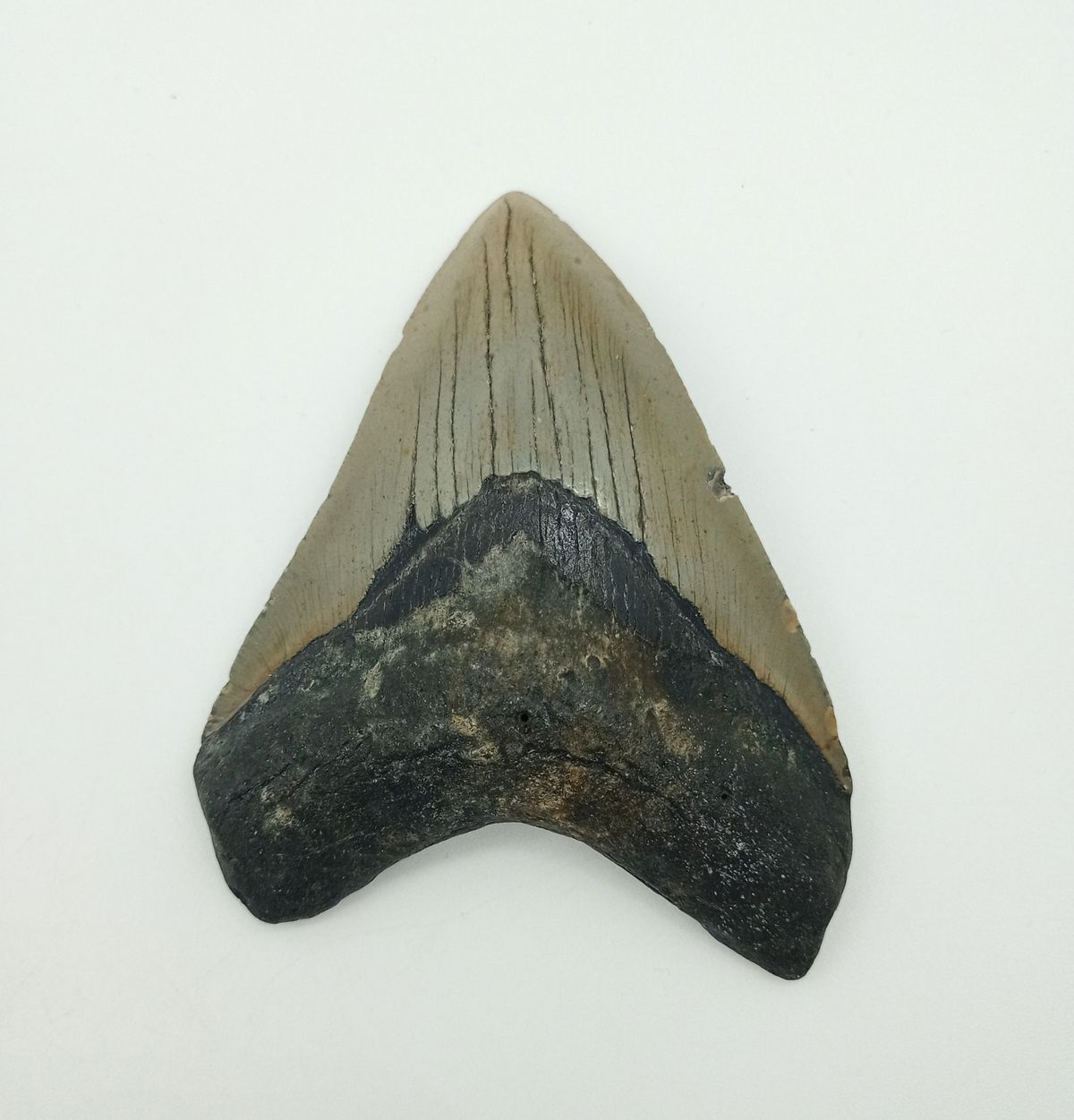 Carcharocles megalodon (diente fósil de tiburón)