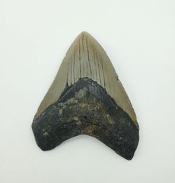 Carcharocles megalodon (diente fósil de tiburón)