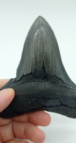 Diente fósil de tiburón - Carcharocles megalodon